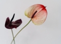 Anturium Scherzera - Anthurium scherzerianum
