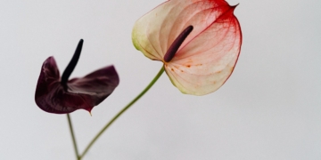 Anturium Scherzera - Anthurium scherzerianum