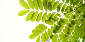 Ardizja karbowana - Ardisia crenata