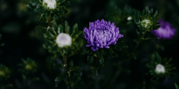 Astry wieloletnie - odmiany, uprawa, pielęgnacja, porady