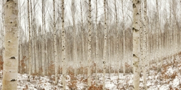 Brzoza karłowata - opis, wymagania, sadzenie, zdjęcia