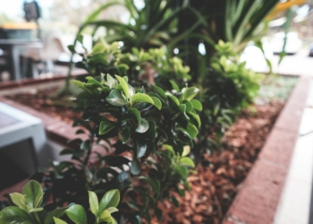 Bukszpan (Buxus sempervirens). Co warto wiedzieć o bukszpanie