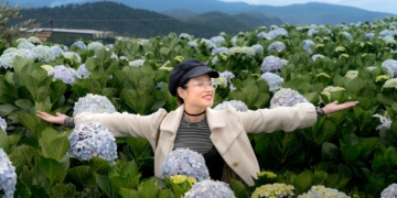 Co zrobić, gdy hortensja nie kwitnie Kwitnienie hortensji krok po kroku