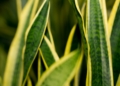 Dracena obrzeżona - Dracaena marginata