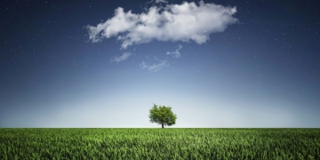 Drzewa szybko rosnące. Jakie wybrać