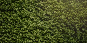 Ekspresowy żywopłot. Rośliny szybko rosnące na żywopłot