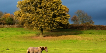 Figowiec lirolistny (Ficus lyrata)