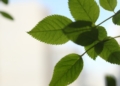 Gynostemma pentaphyllum czyli Jiaogulan