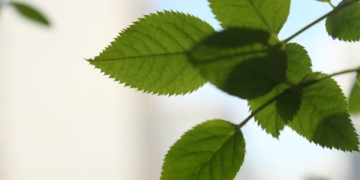 Gynostemma pentaphyllum czyli Jiaogulan