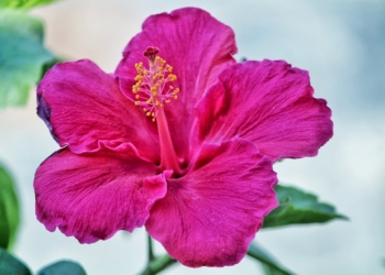 Hibiskus bagienny - uprawa, pielęgnacja, zimowanie, wymagania