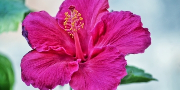 Hibiskus bagienny - uprawa, pielęgnacja, zimowanie, wymagania