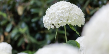 Hortensja na balkonie. Uprawa i pielęgnacja hortensji w doniczce na balkonie i tarasie