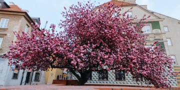 Judaszowiec - jak uprawiać i pielęgnować