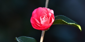 Kamelia - japońska i inne - odmiany, pielęgnacja krzewu, porady