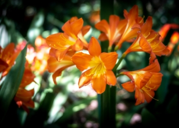 Kliwia pomarańczowa - Clivia miniata