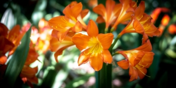 Kliwia pomarańczowa - Clivia miniata