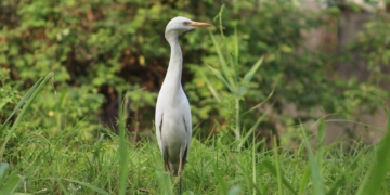Miskant chiński (gracillimus) – odmiany do ogrodu, uprawa, pielęgnacja, ceny, rozstawa