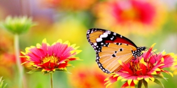 Motyle dzienne i nocne. Co jedzą motyle