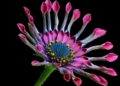 Osteospermum - Osteospermum ecklonis