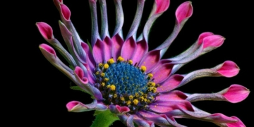 Osteospermum - Osteospermum ecklonis