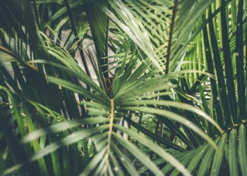 Pachira - Pachira aquatica