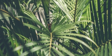 Pachira - Pachira aquatica