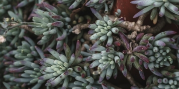 Rozchodnik - jak hodować i pielęgnować