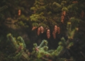Sosna karłowata (Pinus pumila) - uprawa w ogrodzie, pielęgnacja, porady, cena