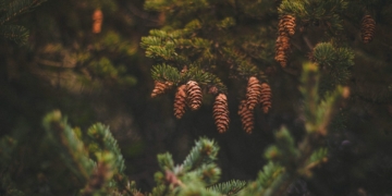 Sosna karłowata (Pinus pumila) - uprawa w ogrodzie, pielęgnacja, porady, cena
