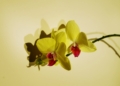 Storczyk Vanda