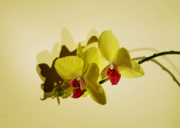 Storczyk Vanda