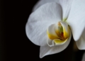 Storczyk Vanda