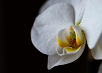 Storczyk Vanda