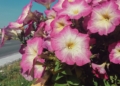 Surfinia kaskadowa = Petunia kaskadowa - Petunia x hybrida hortorum = Petunia violacea var. hybrida