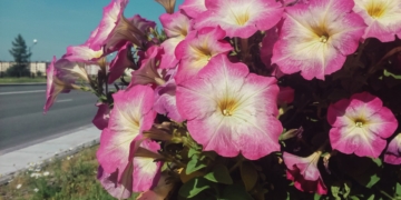 Surfinia kaskadowa = Petunia kaskadowa - Petunia x hybrida hortorum = Petunia violacea var. hybrida