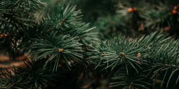 Sztuka aranżacji iglaków