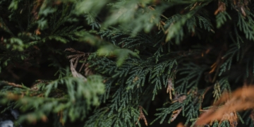 Tuja kolumnowa - odmiany, pielęgnacja, przycinanie, nawożenie