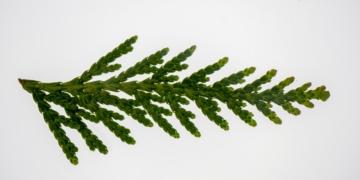 Tuja ‘Szmaragd’ - sadzenie, uprawa, cena, choroby, pielęgnacja, choroby