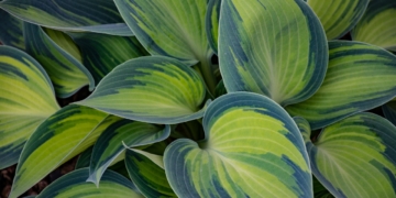 Zielistka zamiast trawy w doniczce