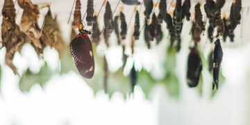 Jakie owady szkodzą drzewom i jak z nimi walczyć