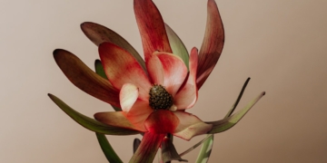 Jakie rośliny szybkorosnące wybrać na żywopłot