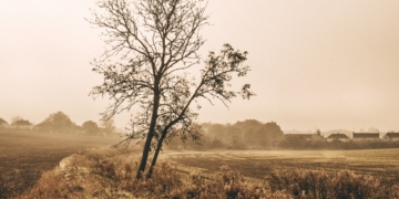 Piękne i smukłe drzewo